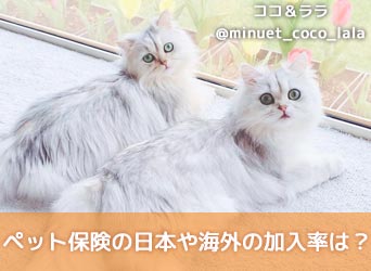 ペット保険の日本や海外の加入率は?今後の推移なども考察!のサムネイル画像